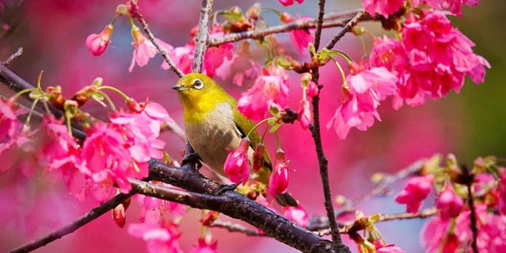 Primavera, Flores y Pájaros